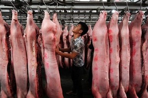 Ngày càng nhiều hộ gia đình Trung Quốc bỏ nuôi lợn. Ảnh: NYT