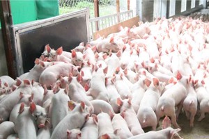 Hoà Phát nhập gần 500 con lợn khởi động dự án chăn nuôi