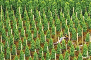 Hoàng Anh Gia Lai liên tục bị thu hồi dự án