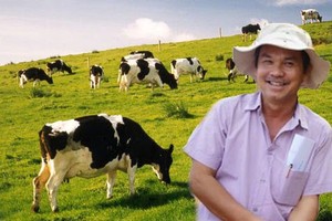 Hoàng Anh Gia Lai muốn chuyển từ trồng cỏ nuôi bò sang trông cây ăn quả