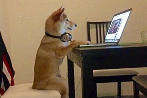 Tư thế nghiêm túc có lẽ nhiều người còn phải thua xa. (Nguồn: CCTV News)