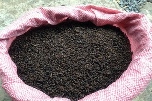 Thu hàng trăm triệu từ nuôi dơi lấy phân