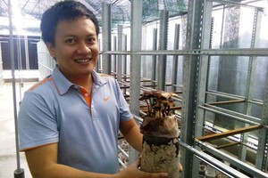 Nhà sản xuất giới thiệu sản phẩm nấm mối nhân tạo lần đầu tiên xuất hiện tại TPHCM