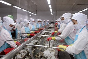 Chế biến tôm đông lạnh xuất khẩu. (Ảnh: Trần Việt/TTXVN)