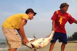 Cá biển chết hàng loạt ở miền Trung vào tháng tư. Ảnh: Đắc Đức