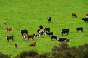 Australia dùng robot chăn bò