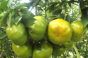  Thoát nghèo nhờ trồng quýt sạch