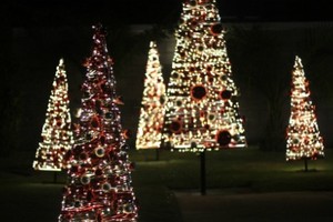 Thông 'lạ' hút khách mùa Noel