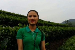 Đảo chè 80 ha xanh mướt xứ Nghệ