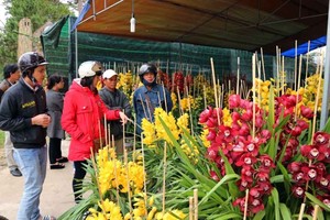 Gần Tết, địa lan Đà Lạt tiền triệu xuống phố