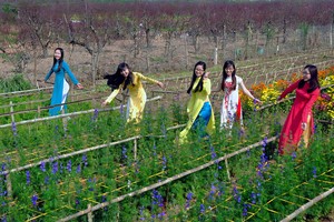 6 làng hoa Tết ba miền khoe sắc thu hút du khách