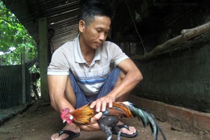 Từ 7 quả trứng nhặt được, anh Phạm Văn Hà phát triển nuôi gà rừng, mỗi năm cho thu nhập gần 100 triệu đồng. Ảnh: Sơn Thủy.