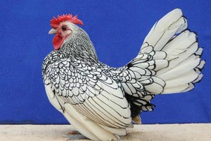 Những con gà kỳ lạ giá nghìn đôla ở Việt Nam