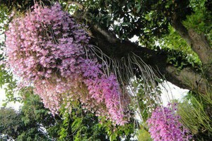 10.000 gốc lan rừng quý của người đàn ông ở Đăk Lăk