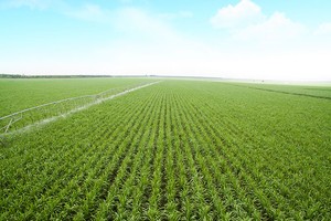 Diện tích vùng nguyên liệu của riêng SBT hiện trên 30.000 ha