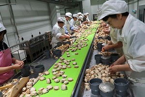 Hầu hết các nữ công nhân trong nhà máy chế biến sò tại làng Sarufutsu đã già. Ảnh:Bloomberg