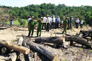 Chủ mưu vụ phá gần 61 ha rừng tại Bình Định là Giám đốc Công ty cổ phần Đầu tư và kinh doanh tổng hợp Thương Thảo.