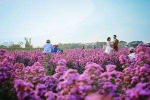 Cuối tuần dạo chơi thảo nguyên hoa bạt ngàn giữa lòng Hà Nội