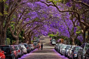 Mùa phượng tím rực rỡ ở Sydney