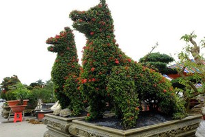 Những cây cảnh tiền tỷ cho Tết Mậu Tuất