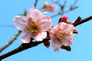 Sau một năm trồng tại thành phố Cảng, những cây hoa anh đào được đưa từ Nhật Bản về đang ra hoa. Ảnh:Giang Chinh