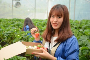 Vườn dâu tây ở Sa Pa thu phí tham quan 4 ngày nghỉ lễ