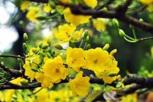 Mai cổ thụ chơi Tết được đặt thuê sớm