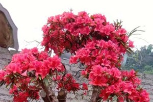 Cây đỗ quyên cổ thụ 300 năm tuổi nở hoa vào năm ngoái. Ảnh: NVCC.