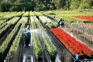 Làng hoa trăm năm ở Đồng Tháp khoe sắc đón khách dịp Tết