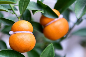 Những chậu rau quả 'độc lạ' đắt khách cho Tết