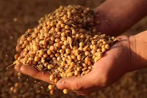 Sản phẩm đậu nành của Mỹ. Ảnh: Reuters.