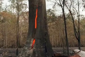 Thân cây lớn cháy rực từ bên trong