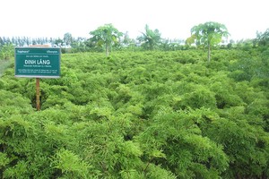 Tổng giám đốc của Traphaco (TRA) đăng ký mua 500.000 cổ phiếu