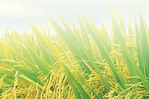 Giống Cây trồng Miền Nam (SSC) chốt cổ tức 20% bằng tiền