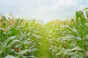 Tập đoàn Pan (PAN): Quý III/2020 doanh thu đạt 2.670,1 tỷ đồng, tăng 34,7%