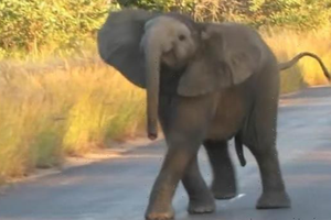 Voi con biểu diễn tiết mục nhảy múa "cực sung" dành tặng du khách