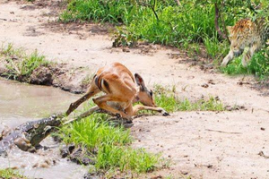 Chú linh dương đen đủi, chiến thắng oanh liệt trước cá sấu để rồi làm miếng mồi ngon cho báo