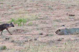 Trận địa "thiên la địa võng" sư tử dành tặng đặc biệt cho kẻ thù nguy hiểm nhất