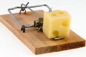 Những miếng "pho-mát" hấp dẫn...