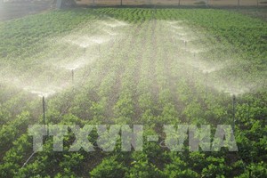 Mô hình tưới nước tiết kiệm cho cây đậu phộng ứng phó hiệu quả với khô hạn ở Ninh Thuận. Ảnh: Nguyễn Thành\TTXVN