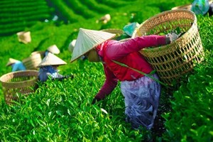 Giải phóng gần 500 container chè Việt Nam kẹt tại cảng Karachi, Pakistan