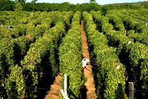 PIT bị truy thu và phạt thuế hơn 2 tỷ đồng