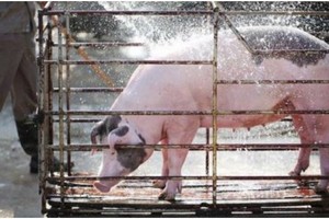 Nhân viên CP Việt Nam kênh giá thịt heo chiếm đoạt 3,6 tỷ đồng