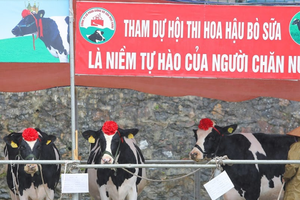 Tháng 10 về Mộc Châu xem thi Hoa hậu Bò sữa