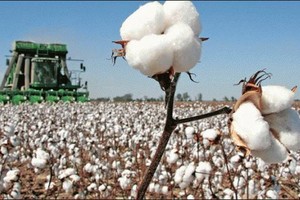Hạn hán, diện tích trồng bông ở Úc sụt giảm mạnh nhất kể từ năm 1978