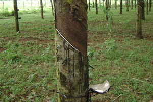 Cao su Tây Ninh (TRC) chốt cổ tức 300 đồng còn lại của năm 2019