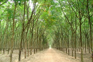 Đầu tư Sài Gòn VRG (SIP) trở thành cổ đông lớn thứ 2 tại Cao su Tây Ninh (TRC)