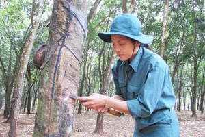 Cao su Đồng Phú (DPR) chi 100 tỷ đồng tạm ứng cổ tức 2020