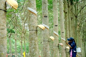 Tập đoàn Công nghiệp Cao su Việt Nam (GVR), quý II/2020 lợi nhuận 513,4 tỷ đồng, giảm 31%