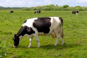 Mộc Châu Milk dự kiến đăng ký giao dịch trên UPCoM thay vì HOSE